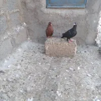کبوتر رنگی و عراقی|پرنده|اهواز, کوی مندلی(سه راه خرمشهر)|دیوار