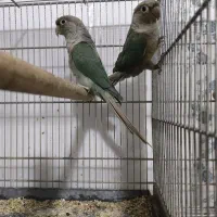 جفت گرینچیک پاین اپل|پرنده|اهواز, زندوکیلی|دیوار