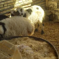 بره چاق|حیوانات مزرعه|خرمشهر, |دیوار