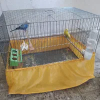 یک جفت مرغ عشق سالم سرحال با قفس لوازم|پرنده|تهران, شکوفه (عبدل آباد)|دیوار