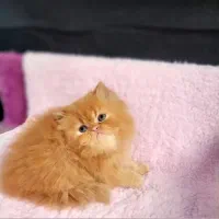 پرشین گارفیلدی