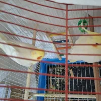 عروس هلندی جفت|پرنده|اهواز, کوی جواهری|دیوار