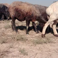 گوسفند جوان داشتی|حیوانات مزرعه|گنبد کاووس, |دیوار