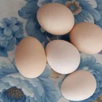 تخم  مرغ رسمی تازه