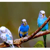 مرغ عشق پیدا شده