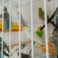 پرنده|پرنده|مشهد, همت آباد|دیوار