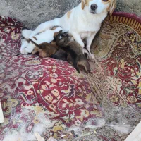 پاپی با بچهاش|سگ|قم, حقیقت|دیوار