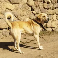 واگذاری سگ نر