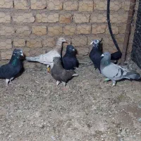 ۶ عدد کبوتر پرشی