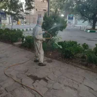 سمپاشی و هرس درختان