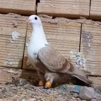 دو عدد کلاغ کربلایی سر سفید ماده مشهد ارسالم دارم|پرنده|قزوین, |دیوار