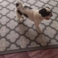 واگذاری شیتزو