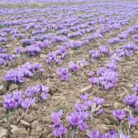 فروش گل زعفران مشهد در تهران (گل تازه زعفران)|خوردنی و آشامیدنی|تهران, میرداماد|دیوار