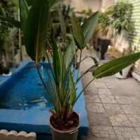 گل پرنده بهشتی