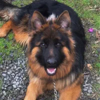 ژرمن شولاین موبلند ۸ ماهه ماده تربیت شده|سگ|نوشهر, |دیوار