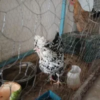 دو عدد مورغ