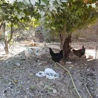 مرغ‌خاگ‌‌گذارسیاه‌ورنگی‌اصیل