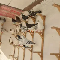 کبوتر|پرنده|مشهد, ویلاشهر|دیوار