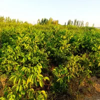 برترین نهـالها در شهـر نهـال ضمانتی|خدمات باغبانی و درختکاری|زنجان, |دیوار