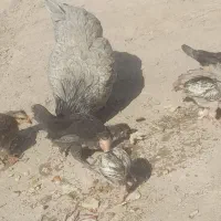 مرغ پاپر با ۷تا جوجه مرغ خیری هست قیمت ۱۳۰۰|حیوانات مزرعه|رودبار (کرمان), |دیوار