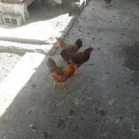 ۲تاخروس ۲تامرغ تازه به تخم امدن سالم هستن|حیوانات مزرعه|کشاورز, |دیوار