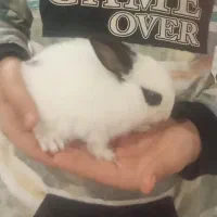 فروش فوری خرگوش ماده سفید برفی