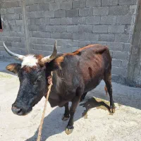 گاو شکم دار آبستن