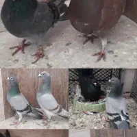 کبوتر پرشی وپلاکی