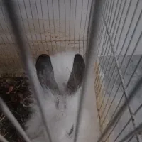 خرگوش|موش و خرگوش|خواف, |دیوار