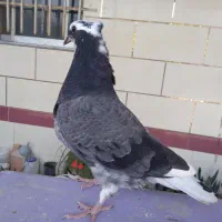 کبوتر ساعتی و ذات دار