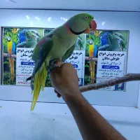 فروش ویژه جفت شاه طوطی مولد قابل معاوضه|پرنده|شیراز, لب آب|دیوار