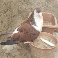 کبوتر آس سه تا ساده هفترنگ