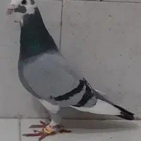 ابلغ المانی ذات دار|پرنده|مشهد, نوده|دیوار