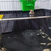 فنچ|پرنده|ارومیه, |دیوار