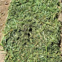 یونجه همدان