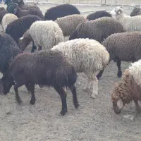 با سلام دوستان عزیز