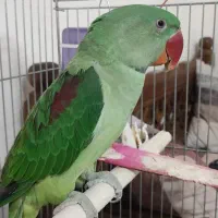 شاه طوطی نر