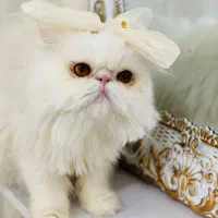واگذاری گربه پرشین