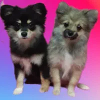 پامرانین عروسکی