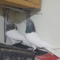 کبوتر باشلی