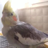 عروس هلندی نر مست مست سینامون|پرنده|پاکدشت, پاکدشت (مامازند)|دیوار