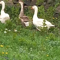 قو غاز اصیل