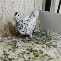 ماده سارهفترنگ لک دار