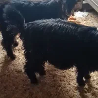 دوعدد. بیگ. نر|حیوانات مزرعه|شوشتر, |دیوار