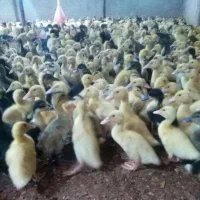 فروش اردک شالیزار و صغیر مرکز پرورش طیور نورال