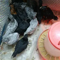 جوجه 35روزه پا پر