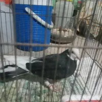 فروش شازده سیا ماده گرفتنی