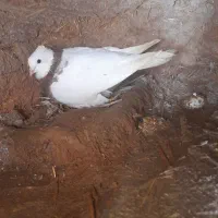 کبوتر فروشی|پرنده|جوانرود, |دیوار