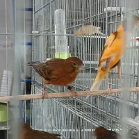 فروش قناری و سهره قناری|پرنده|قزوین, |دیوار