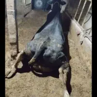 کسل حال گاو گوساله فروش خرید|حیوانات مزرعه|قروه, |دیوار